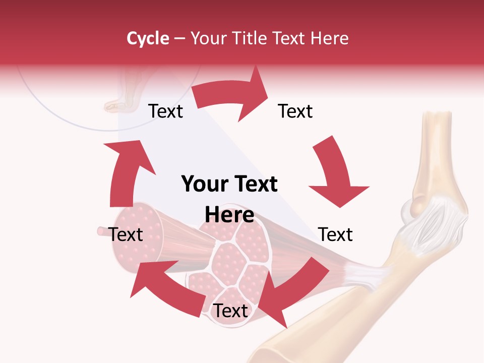 A Picture Of A Human Leg With Muscles Highlighted PowerPoint Template