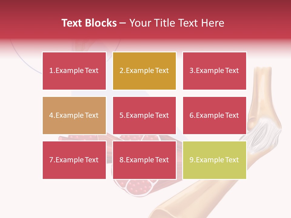 A Picture Of A Human Leg With Muscles Highlighted PowerPoint Template