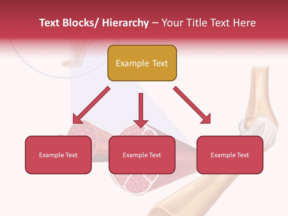 A Picture Of A Human Leg With Muscles Highlighted PowerPoint Template