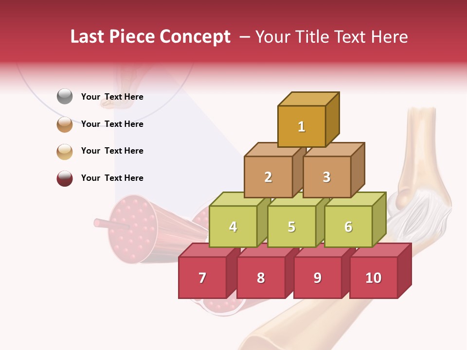 A Picture Of A Human Leg With Muscles Highlighted PowerPoint Template