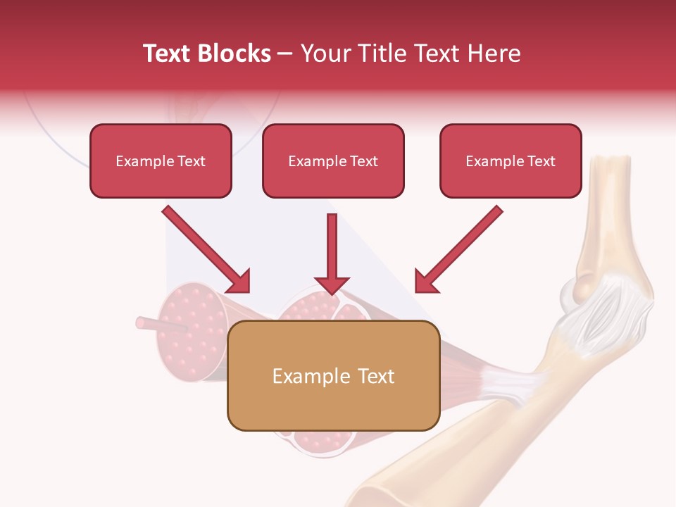 A Picture Of A Human Leg With Muscles Highlighted PowerPoint Template