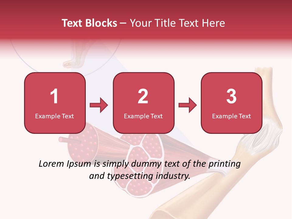 A Picture Of A Human Leg With Muscles Highlighted PowerPoint Template