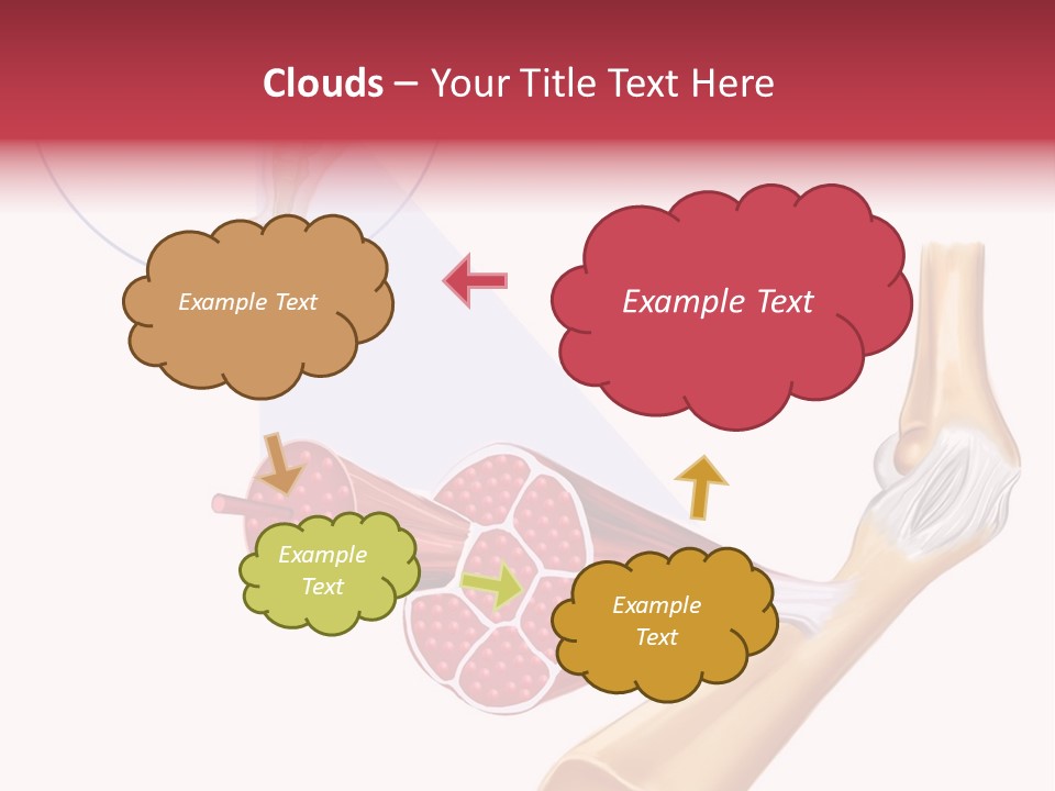 A Picture Of A Human Leg With Muscles Highlighted PowerPoint Template