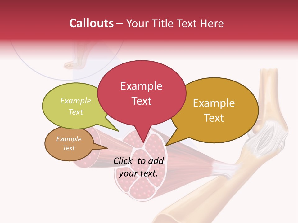 A Picture Of A Human Leg With Muscles Highlighted PowerPoint Template