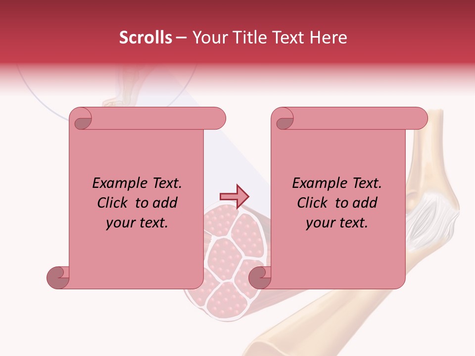 A Picture Of A Human Leg With Muscles Highlighted PowerPoint Template