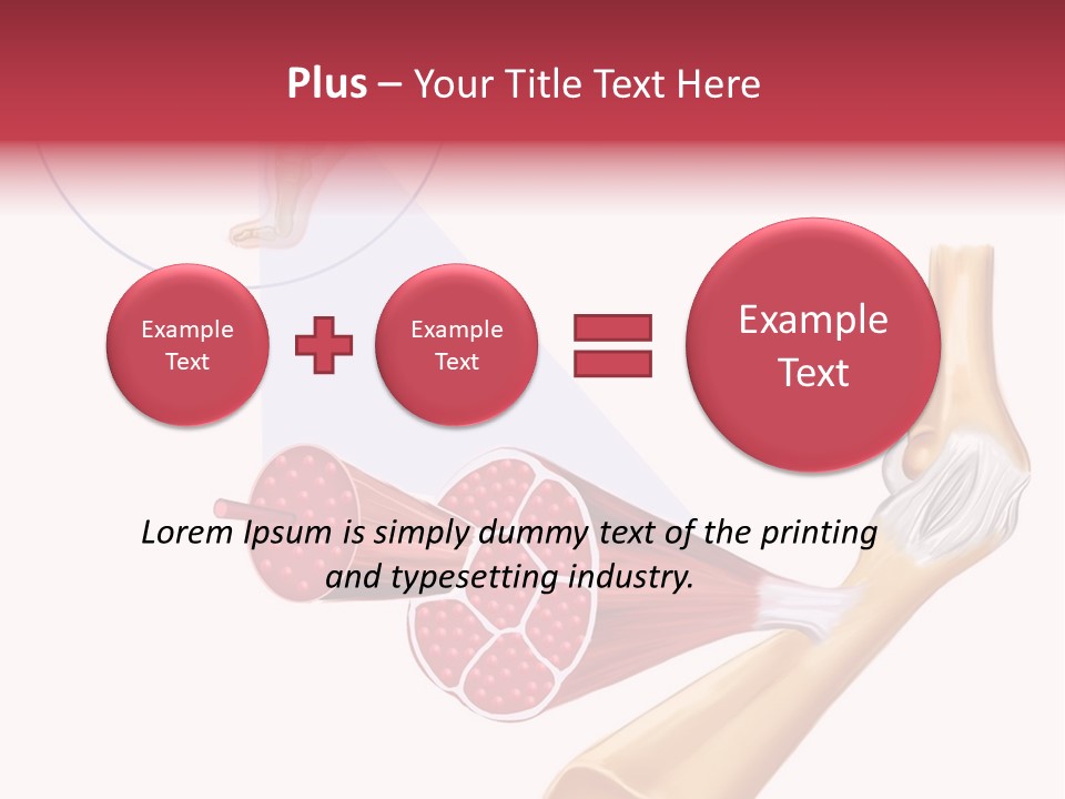 A Picture Of A Human Leg With Muscles Highlighted PowerPoint Template