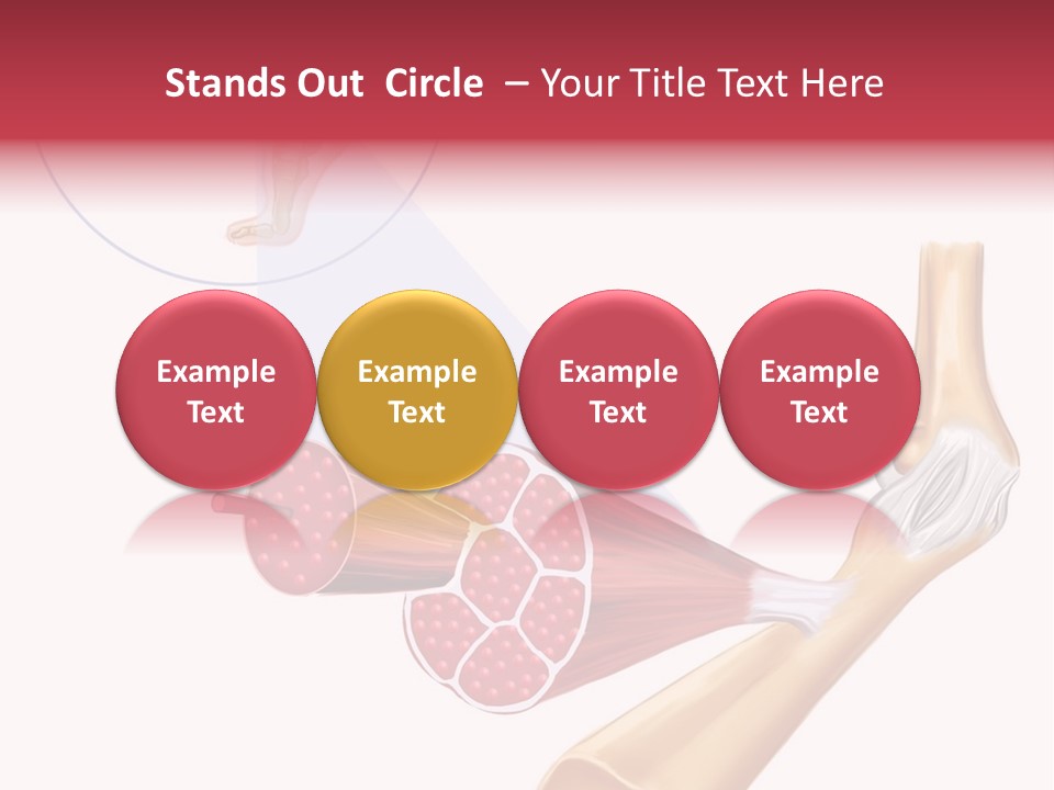 A Picture Of A Human Leg With Muscles Highlighted PowerPoint Template