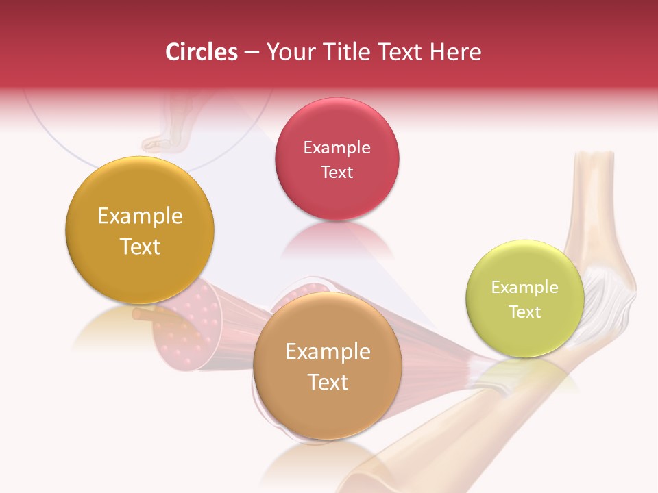 A Picture Of A Human Leg With Muscles Highlighted PowerPoint Template