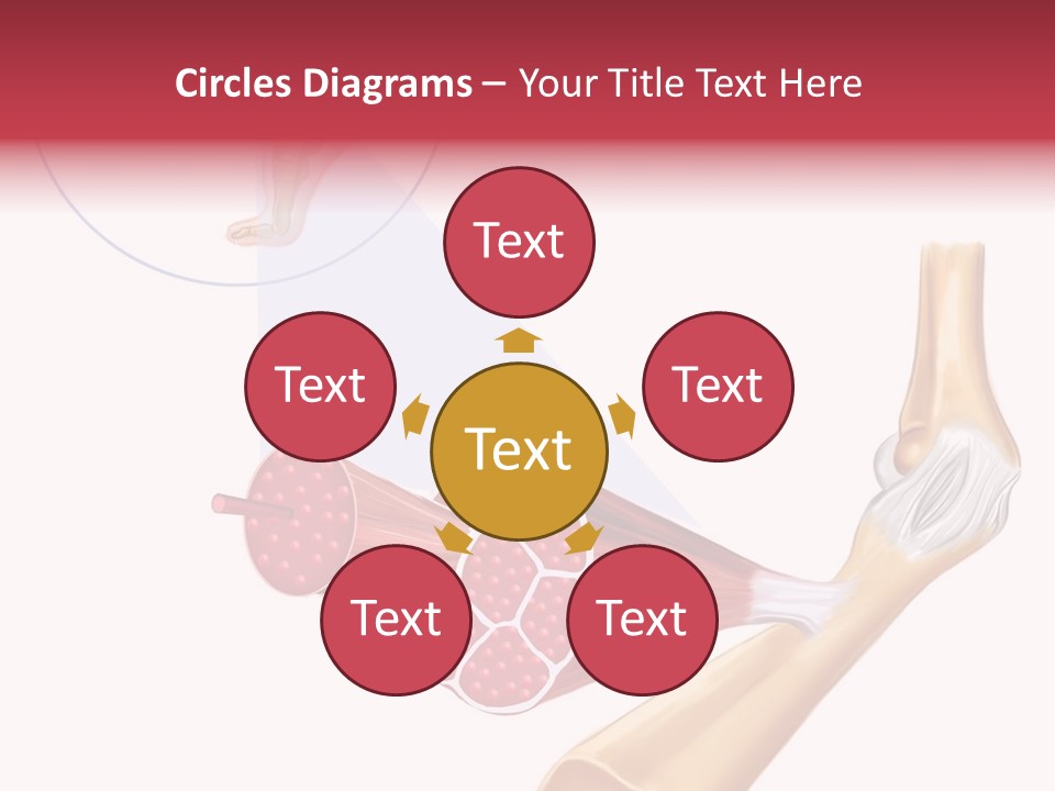 A Picture Of A Human Leg With Muscles Highlighted PowerPoint Template