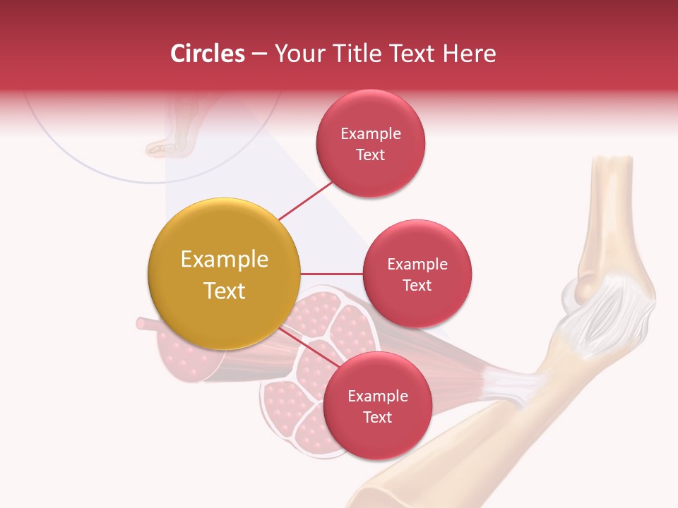 A Picture Of A Human Leg With Muscles Highlighted PowerPoint Template