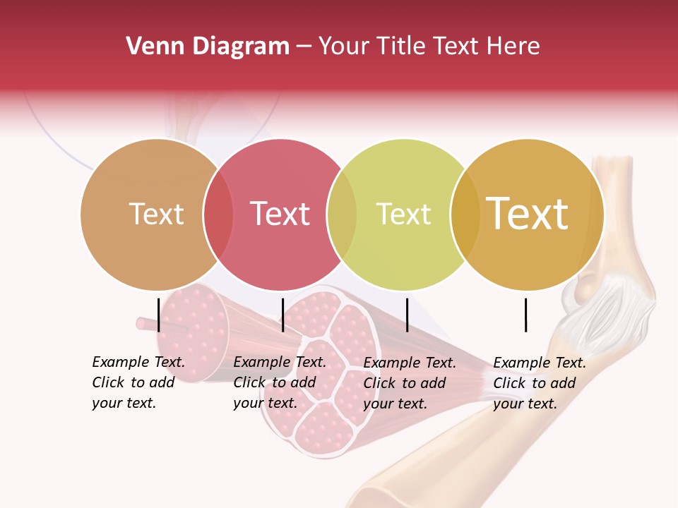 A Picture Of A Human Leg With Muscles Highlighted PowerPoint Template