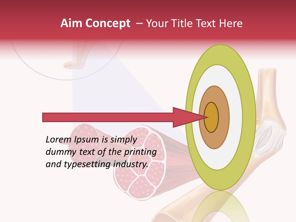 A Picture Of A Human Leg With Muscles Highlighted PowerPoint Template