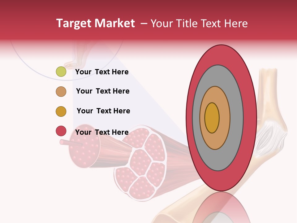 A Picture Of A Human Leg With Muscles Highlighted PowerPoint Template