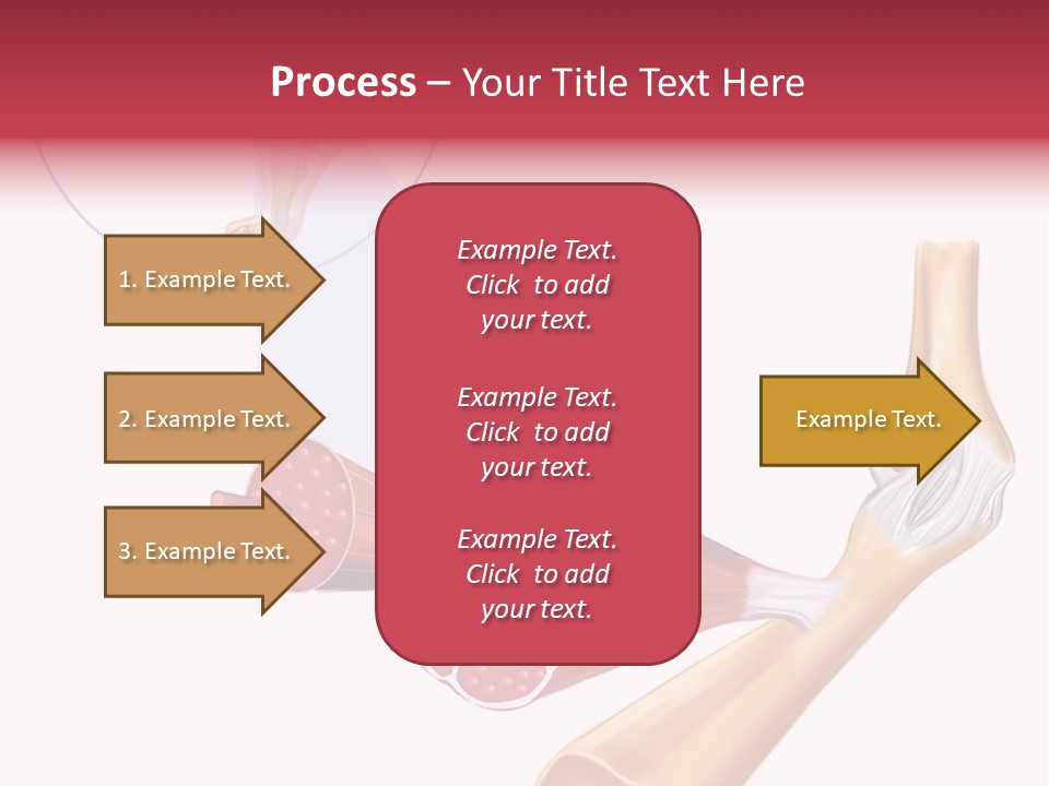 A Picture Of A Human Leg With Muscles Highlighted PowerPoint Template