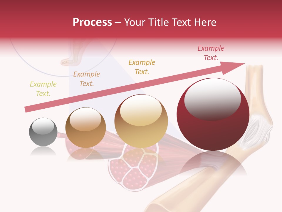 A Picture Of A Human Leg With Muscles Highlighted PowerPoint Template