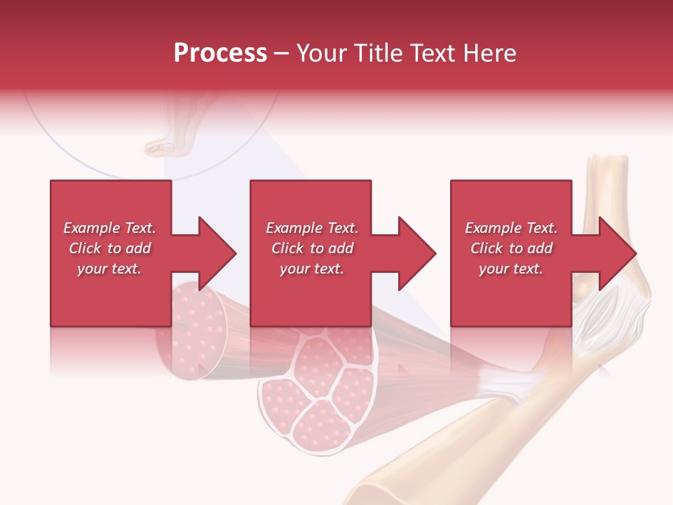 A Picture Of A Human Leg With Muscles Highlighted PowerPoint Template