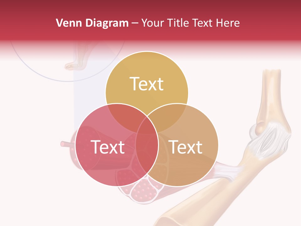 A Picture Of A Human Leg With Muscles Highlighted PowerPoint Template
