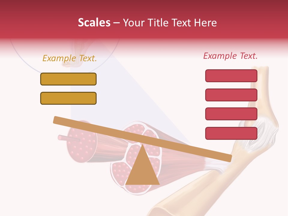 A Picture Of A Human Leg With Muscles Highlighted PowerPoint Template