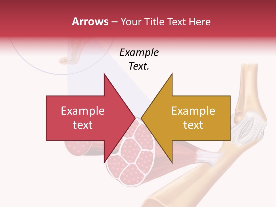 A Picture Of A Human Leg With Muscles Highlighted PowerPoint Template