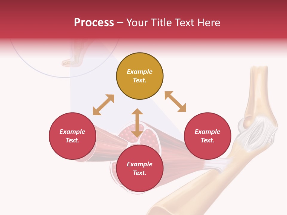A Picture Of A Human Leg With Muscles Highlighted PowerPoint Template