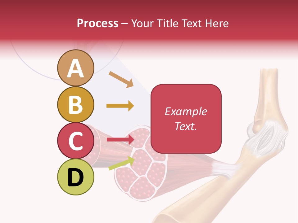 A Picture Of A Human Leg With Muscles Highlighted PowerPoint Template