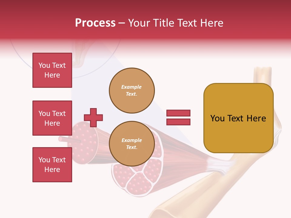 A Picture Of A Human Leg With Muscles Highlighted PowerPoint Template