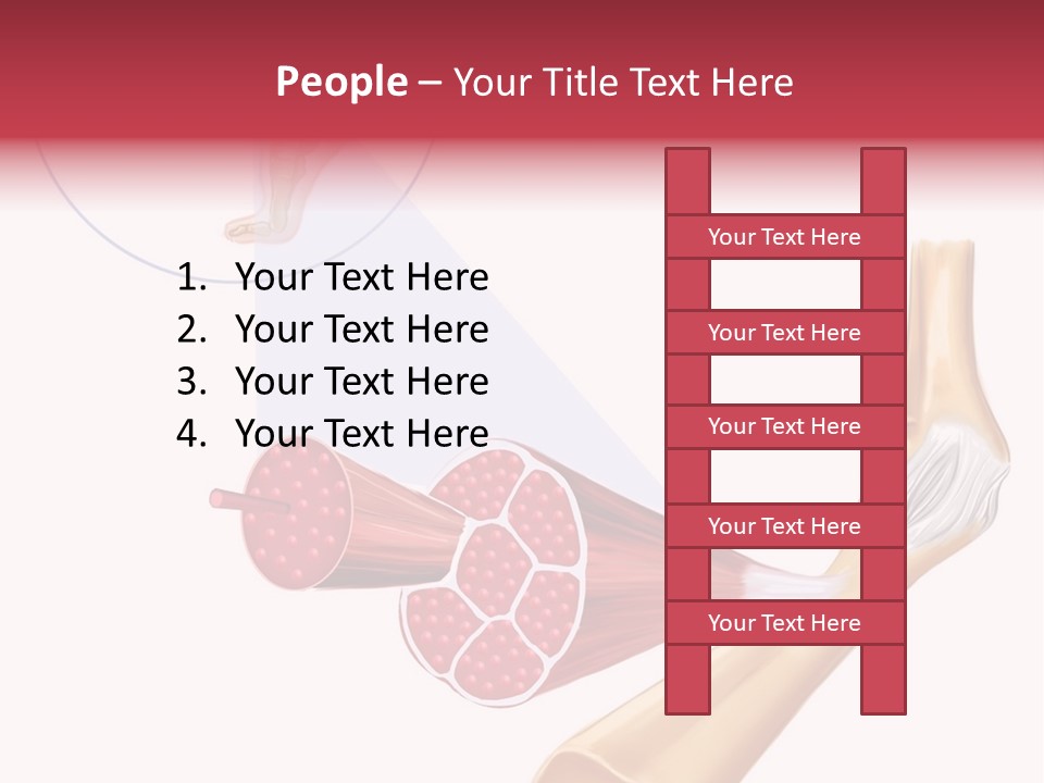 A Picture Of A Human Leg With Muscles Highlighted PowerPoint Template
