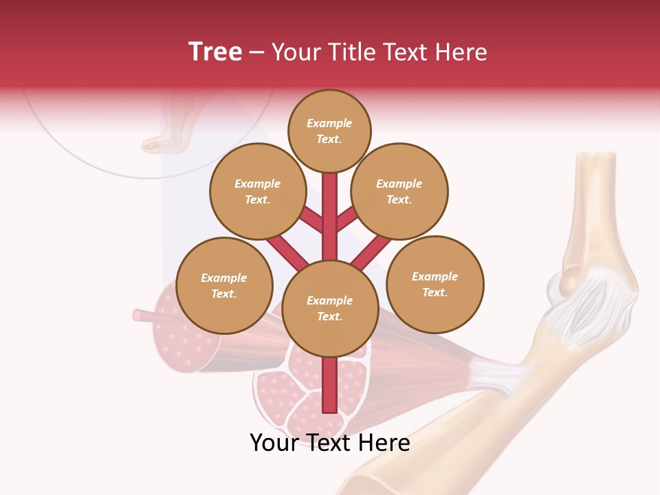 A Picture Of A Human Leg With Muscles Highlighted PowerPoint Template