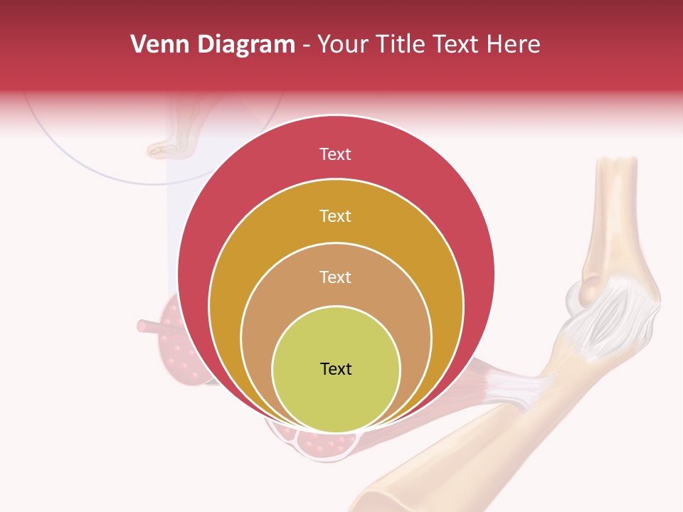A Picture Of A Human Leg With Muscles Highlighted PowerPoint Template