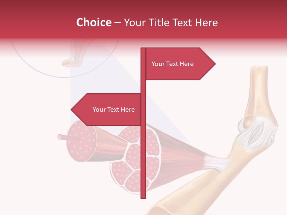 A Picture Of A Human Leg With Muscles Highlighted PowerPoint Template