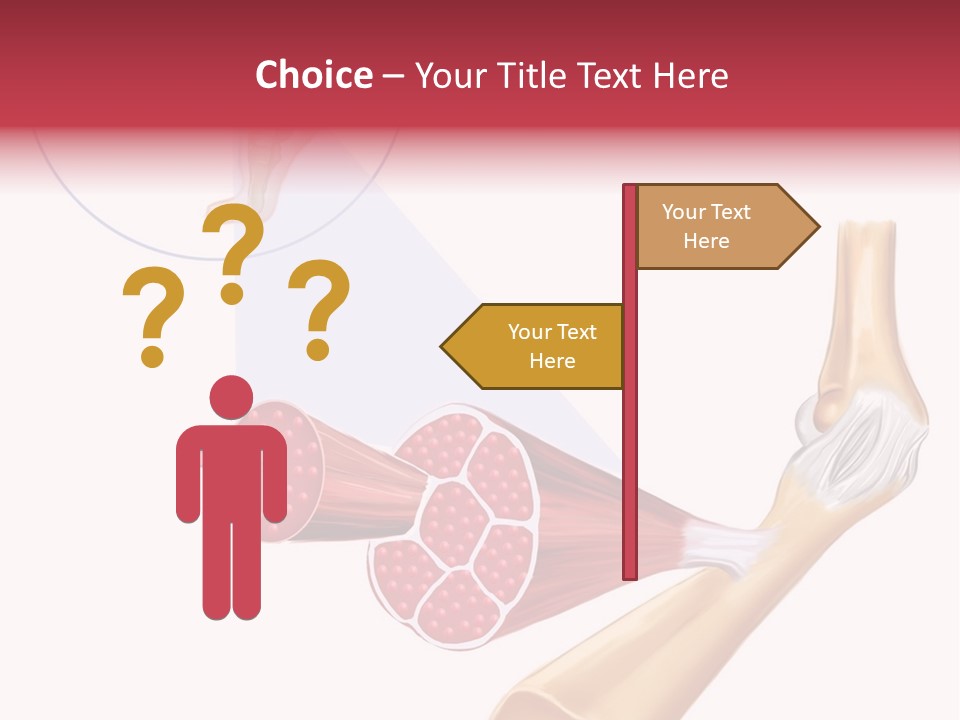 A Picture Of A Human Leg With Muscles Highlighted PowerPoint Template