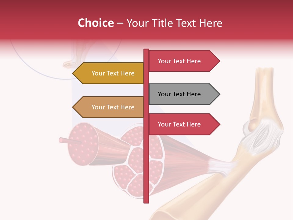 A Picture Of A Human Leg With Muscles Highlighted PowerPoint Template
