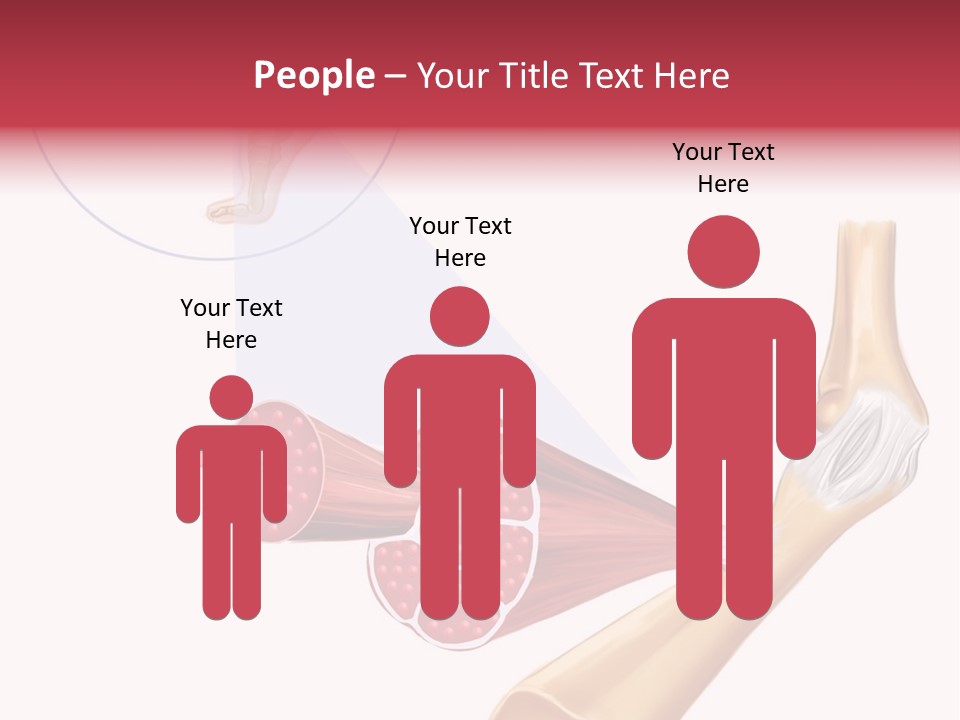 A Picture Of A Human Leg With Muscles Highlighted PowerPoint Template