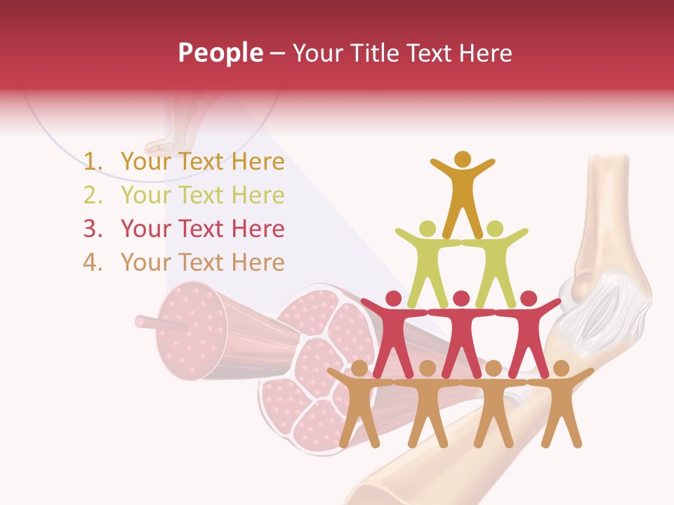 A Picture Of A Human Leg With Muscles Highlighted PowerPoint Template