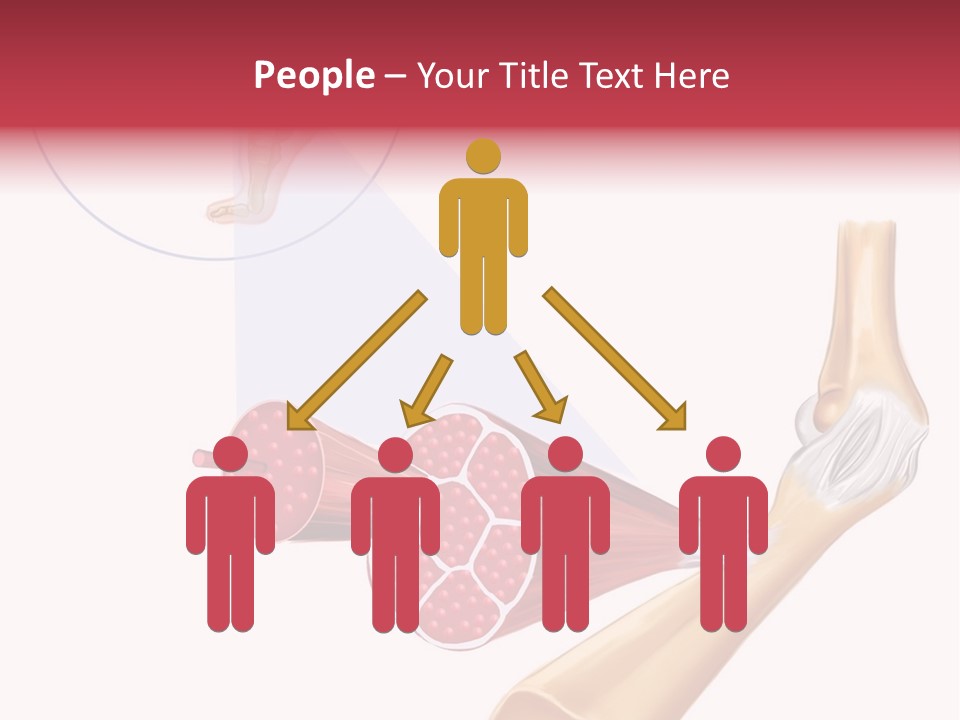 A Picture Of A Human Leg With Muscles Highlighted PowerPoint Template