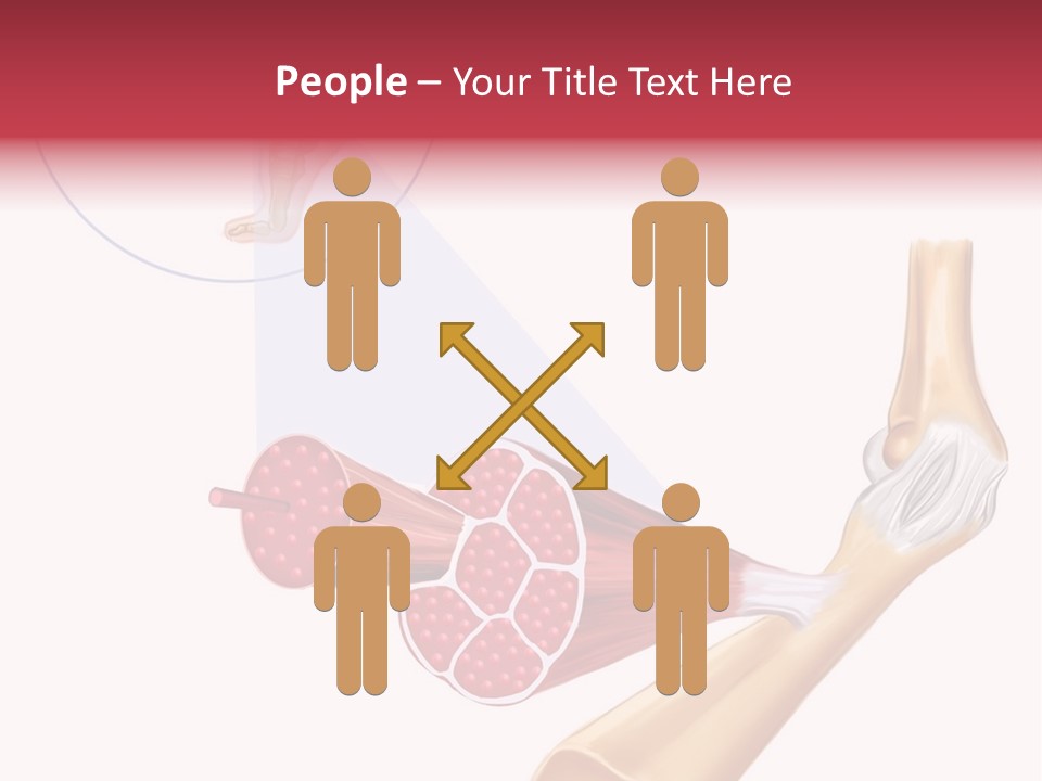 A Picture Of A Human Leg With Muscles Highlighted PowerPoint Template