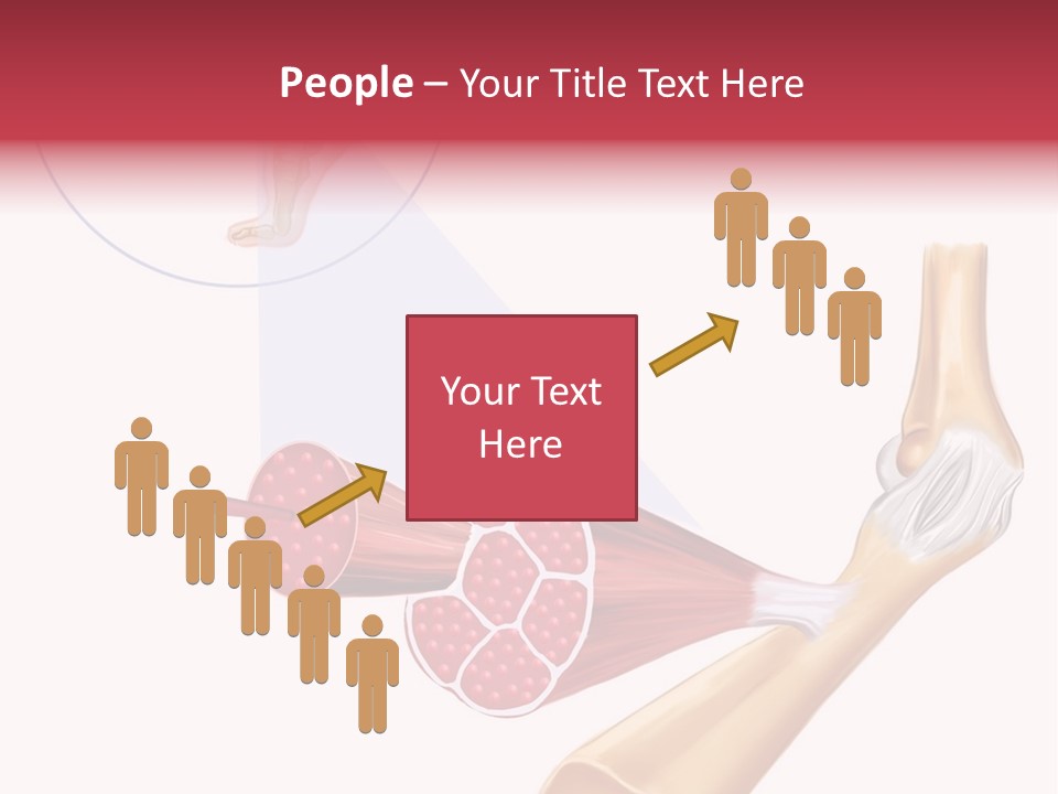 A Picture Of A Human Leg With Muscles Highlighted PowerPoint Template