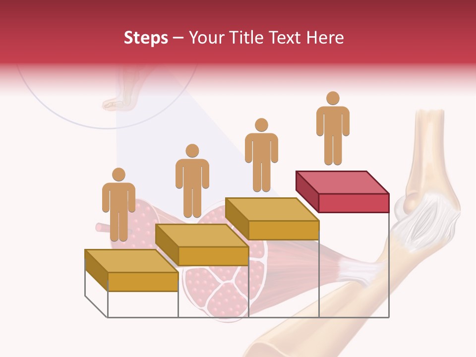 A Picture Of A Human Leg With Muscles Highlighted PowerPoint Template