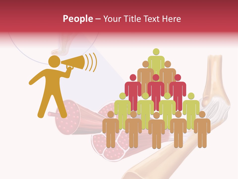 A Picture Of A Human Leg With Muscles Highlighted PowerPoint Template