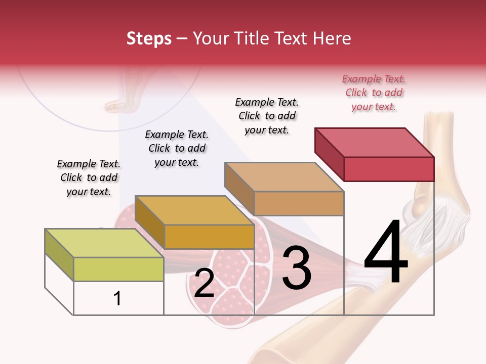 A Picture Of A Human Leg With Muscles Highlighted PowerPoint Template