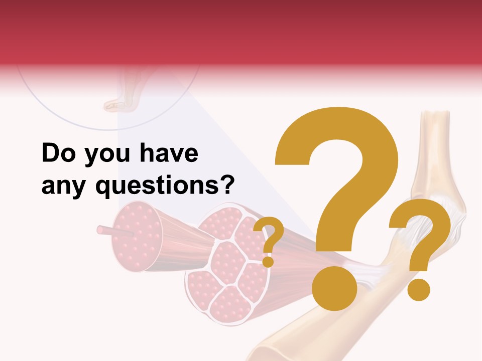 A Picture Of A Human Leg With Muscles Highlighted PowerPoint Template