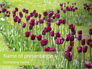 Magenta Tulips In The Garden PowerPoint Template