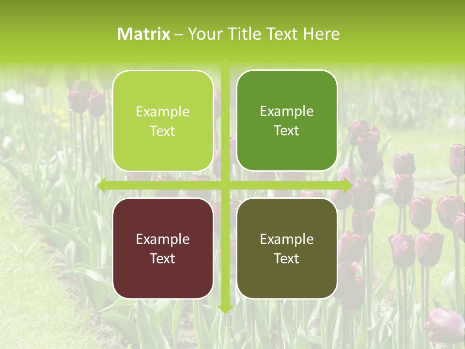 Magenta Tulips In The Garden PowerPoint Template