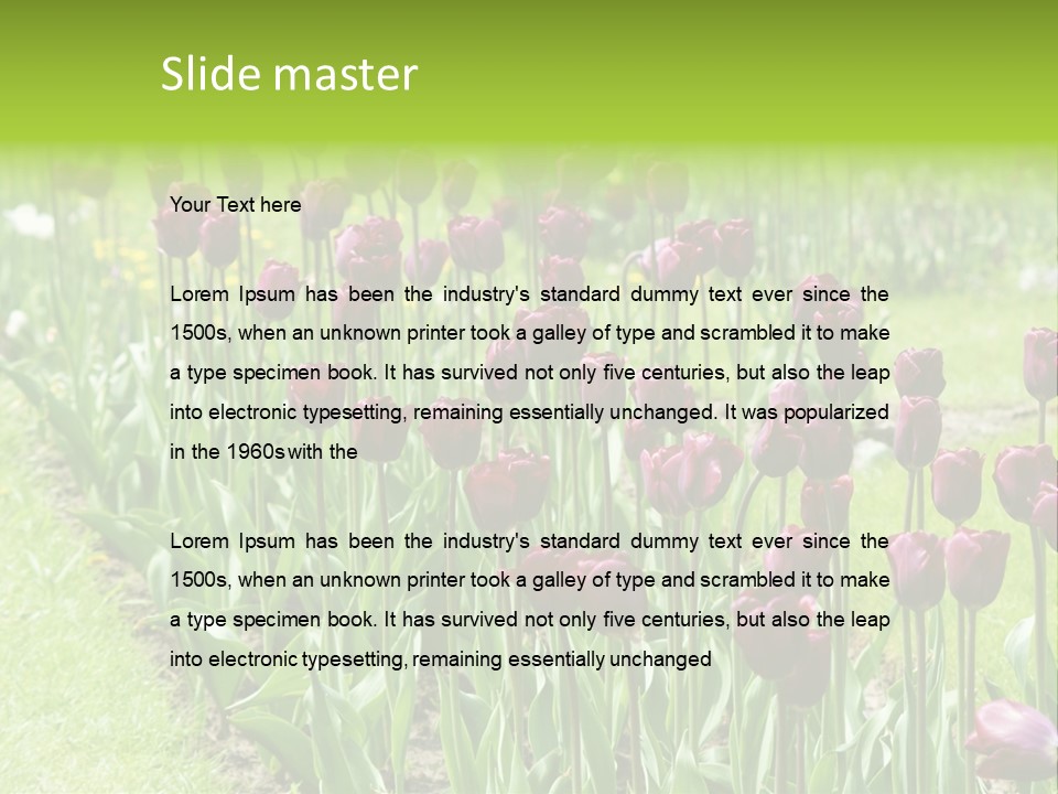 Magenta Tulips In The Garden PowerPoint Template