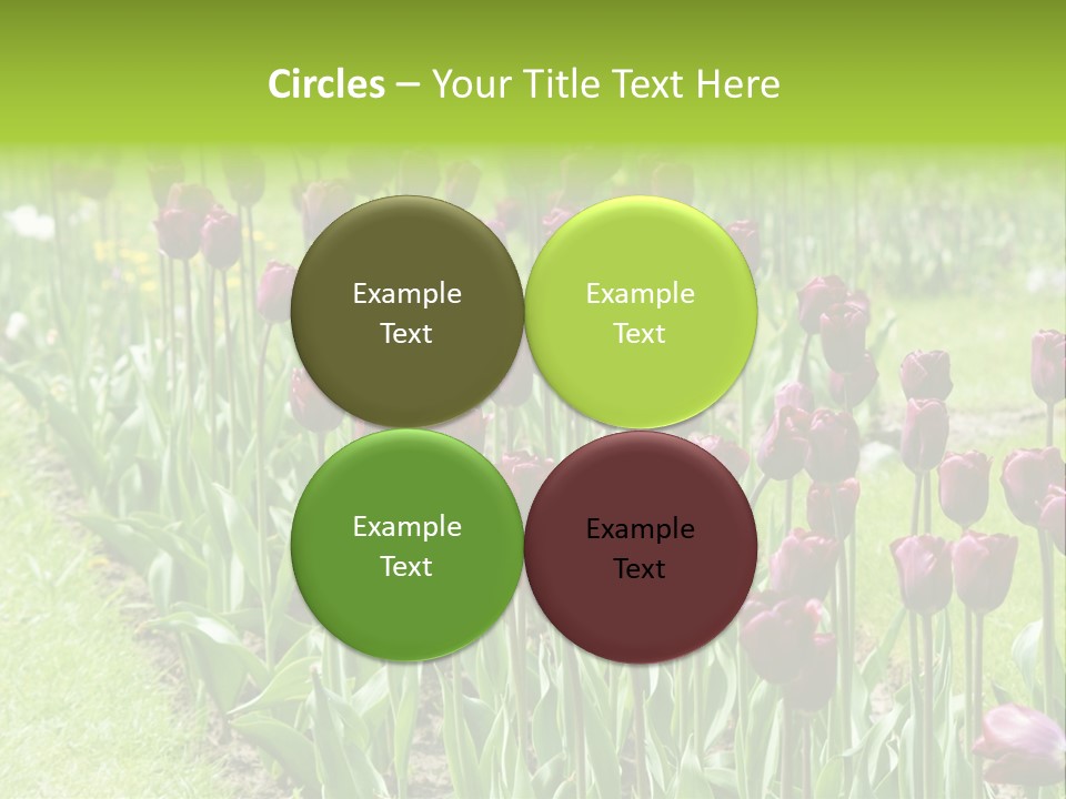 Magenta Tulips In The Garden PowerPoint Template