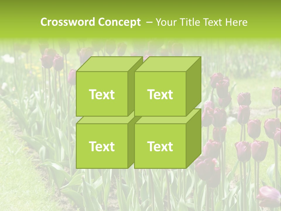 Magenta Tulips In The Garden PowerPoint Template