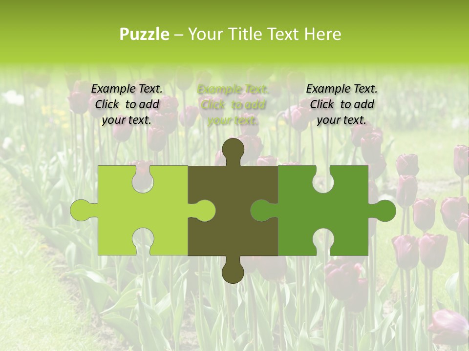 Magenta Tulips In The Garden PowerPoint Template