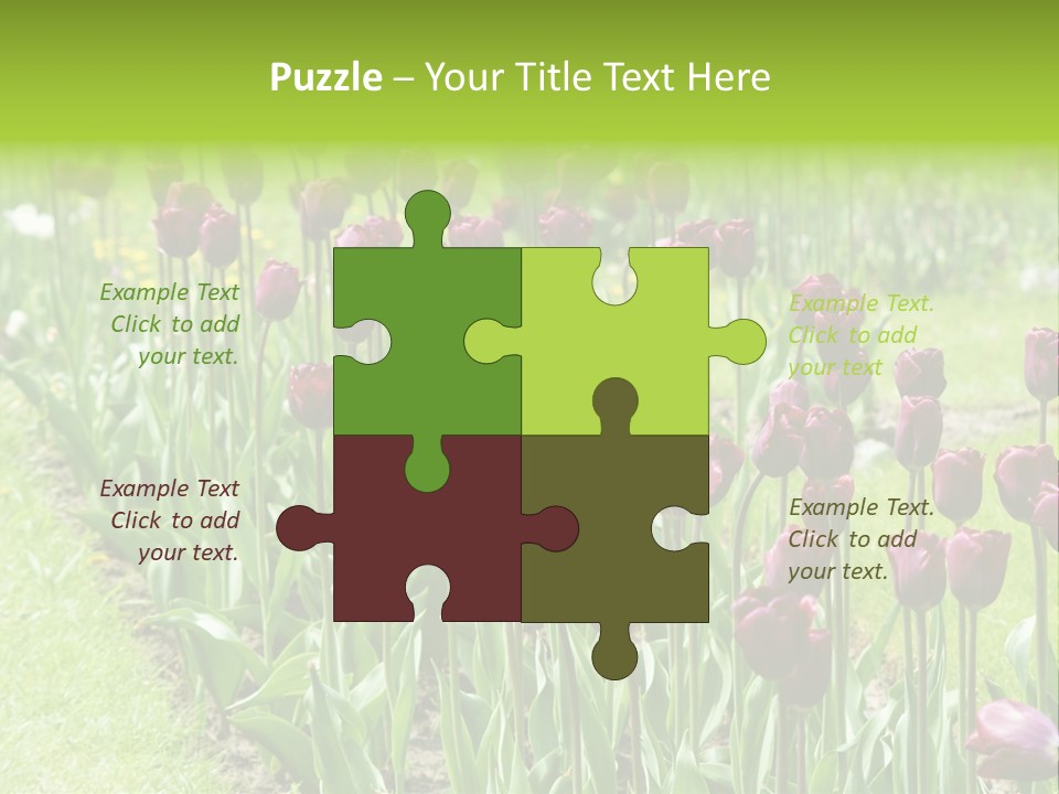 Magenta Tulips In The Garden PowerPoint Template