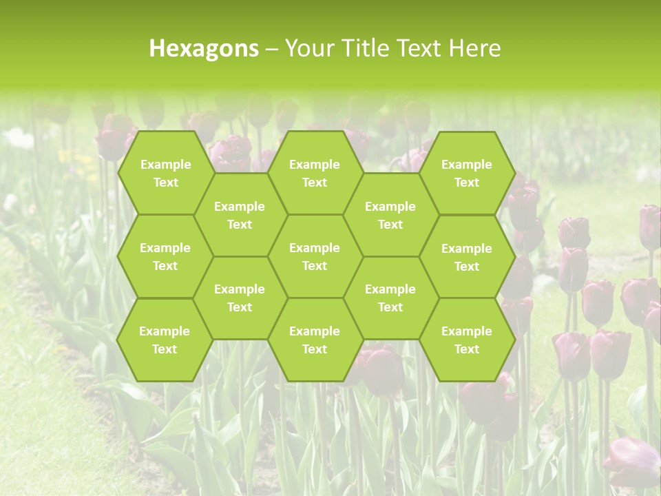 Magenta Tulips In The Garden PowerPoint Template