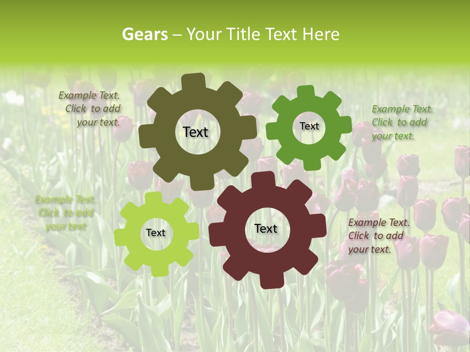 Magenta Tulips In The Garden PowerPoint Template